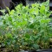 Sprouting Green Pea Seeds - 25 Lbs Bulk - Non-GMO, Organic Sprout & Microgreens Shoots Seed - Grow Sprouts   566860159